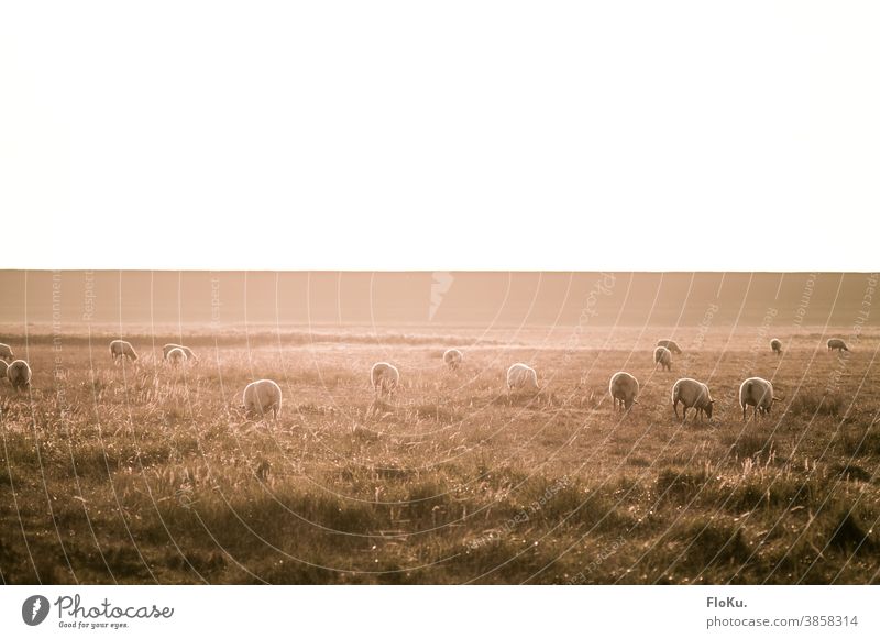 Sheep on the dike in autumnal sunlight sheep Dike Dithmarschen Northern Germany Herd Grass Nature Environment Koog Sunlight sunshine Colour photo Meadow