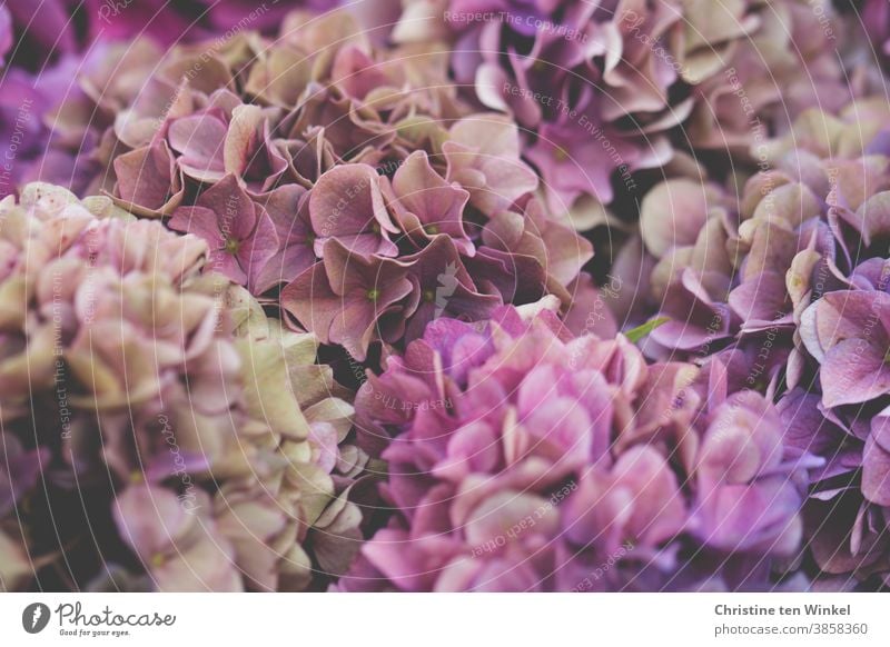 Hydrangea flowers in pink and pink Hydrangea blossom Blossom flowering hydrangea Plant Blossoming Summer Garden Nature Garden plants naturally