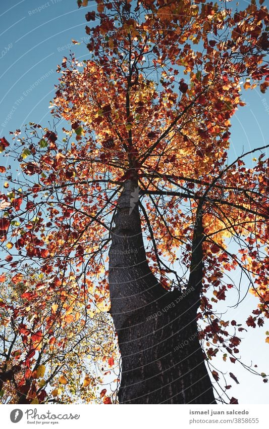 tree whith autumn leaves in the mountain, autumn colors in autumn season brown yellow red autumn mood falling leaves fall colors nature november Autumn leaves