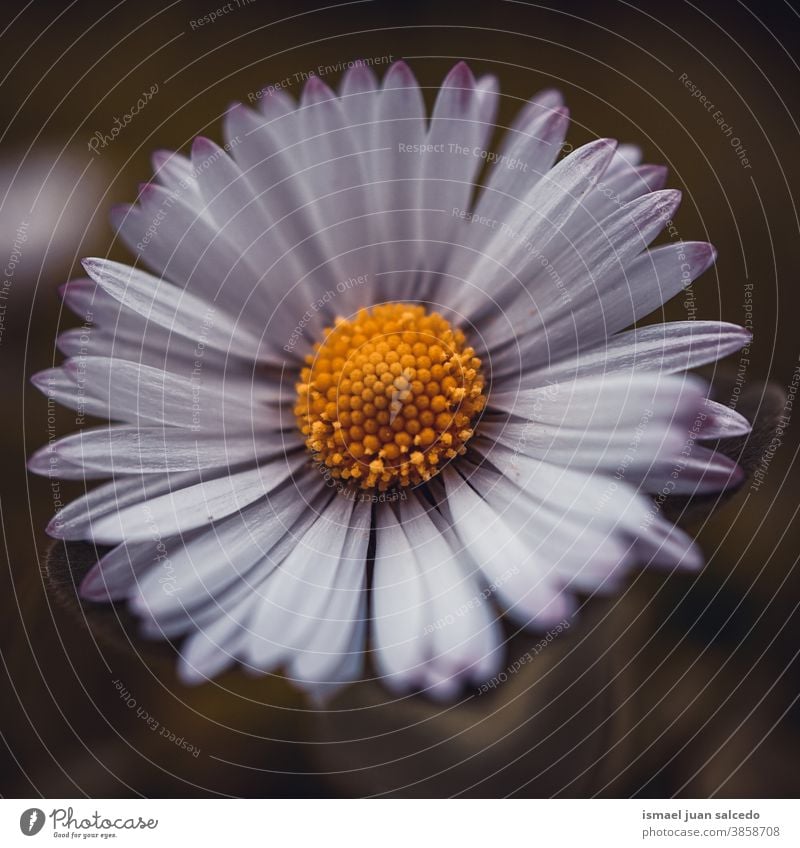 beautiful white daisy flower in the garden in autumn season petals plant floral nature decorative decoration romantic beauty fragility freshness background