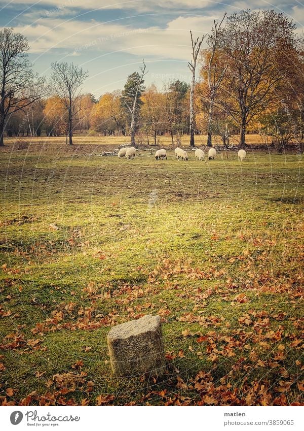 Sheep in Grunewald sheep Meadow trees foliage Sky Beautiful weather Autumn Deserted Clouds Berlin Herd