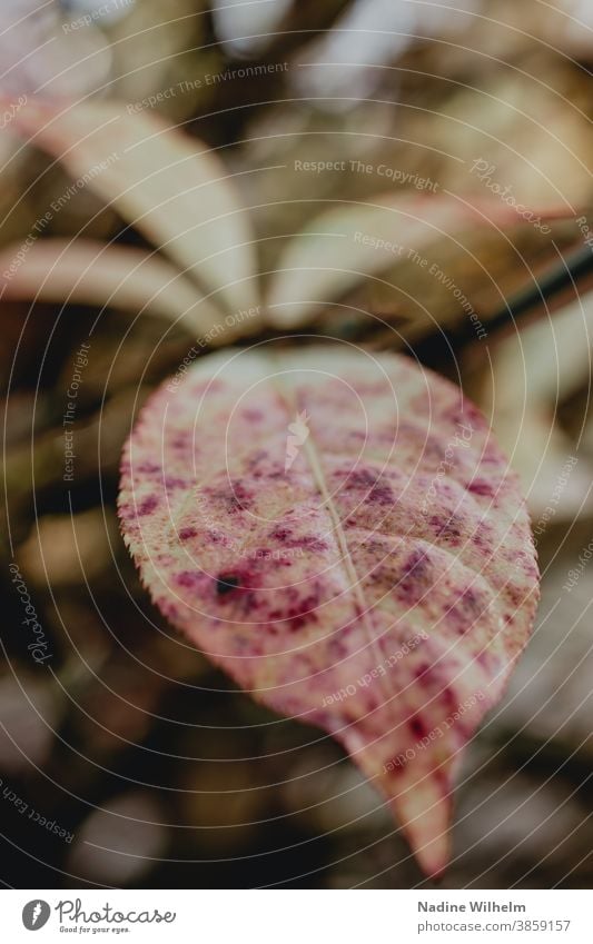 Autumn leaf with red spots Leaf leaves Nature Plant Green Colour photo Exterior shot Deserted naturally Yellow Environment Autumnal Forest Close-up