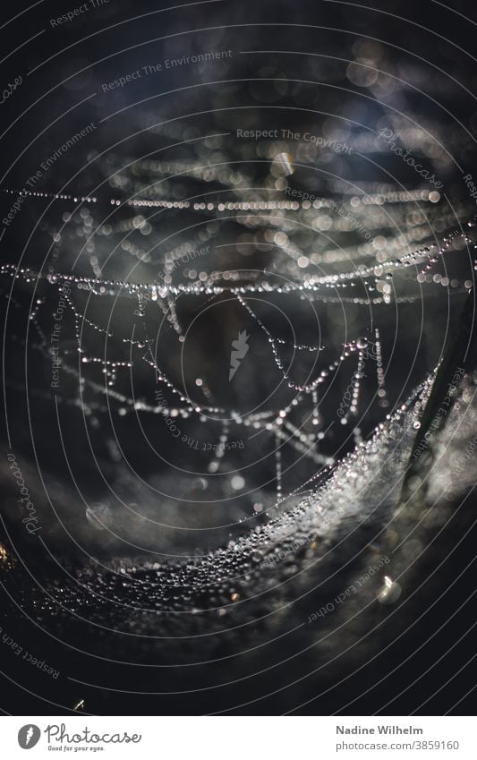 Fascinating spider's web with morning dew Spider's web Dew Drops of water Net Nature Exterior shot Macro (Extreme close-up) Close-up Wet Water Morning Network