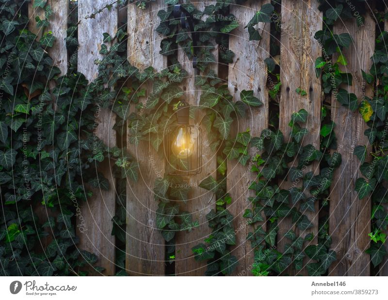 Garden woonden fence with shining Lamp on wall with climber plant in the evening background nature green lamp garden leaf climbing vine growth white foliage