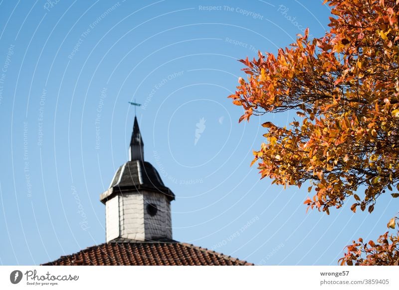 The last colourful leaves cling to their tree and defy the advancing autumn - still Autumn coloured leaves Coloured foliage colourful season clasp Autumnal Tree