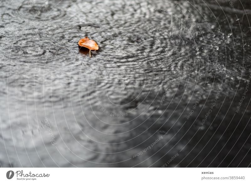 an autumn leaf lies in the rain Autumn Leaf Rain Drop Nature Weather Climate raindrops circles Wet Seasons xenias