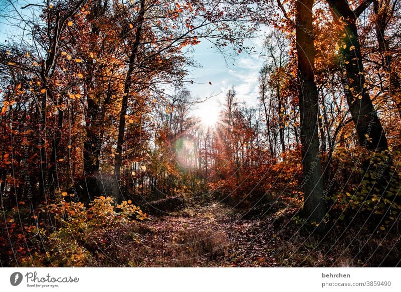 autumn colours Automn wood Sunbeam Idyll Blue sky Sky autumn walk Autumnal colours autumn mood Seasons Autumn leaves Calm Beautiful weather Deserted Environment