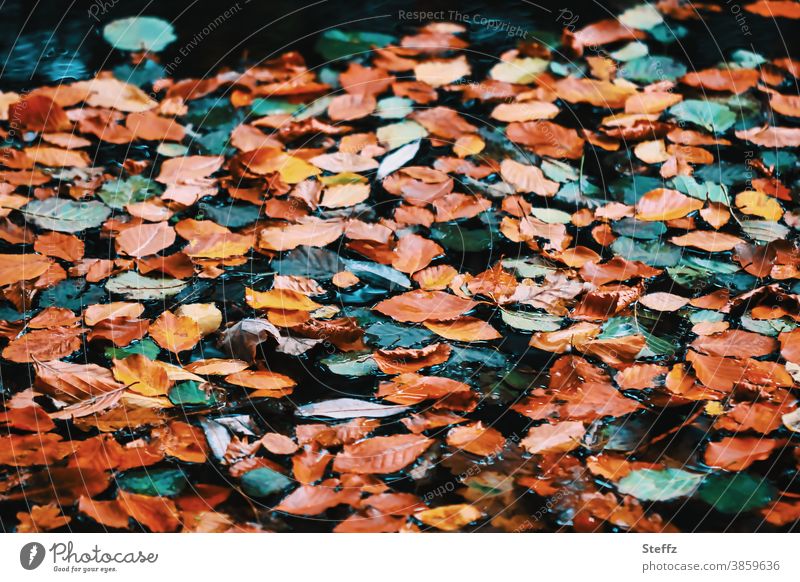 Autumn leaves in the puddle autumn picture autumn mood melancholically Domestic silent autumn leaves Autumnal weather Transience October October Colours