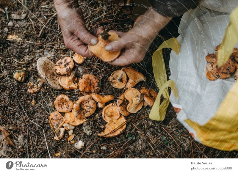 Close up hand picking mushrooms Senior citizen Mushroom Mushroom picker edible mushroom Edible Forest Autumn Authentic Mushroom cap Nutrition Food Exterior shot