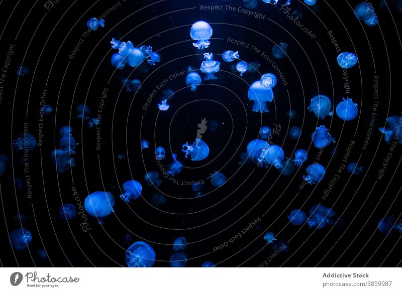 Luminescent jellyfish swimming in dark water luminescent bioluminescent ocean deep sea blue light illuminate bright aqua float nature marine many natural fauna