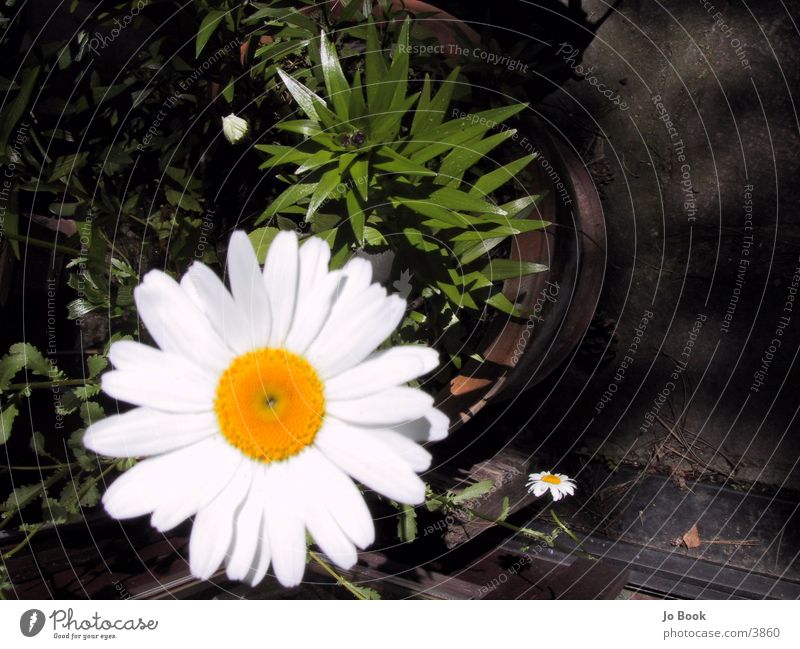 flower Flower Yellow White Dandelion