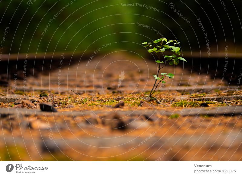 Young deciduous tree in the middle of an old disused track bed , selective sharpness Track rails railroad rail iron rust railway sleepers Forest woods trees