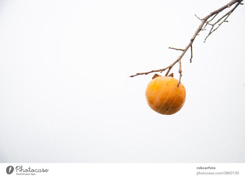 persimmon fruit tree in autumn, cloudy sky background sweet plant healthy outdoor orange food nature harvest fresh natural organic agriculture branch yellow