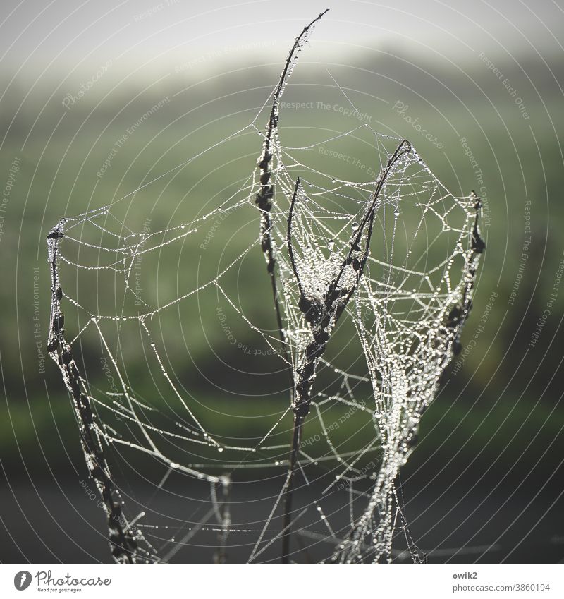 Intertwined Wild plant Attachment daylight naturally Hang Beautiful weather Drops of water Stalk stalk spun Macro (Extreme close-up) Twilight Plant Idyll