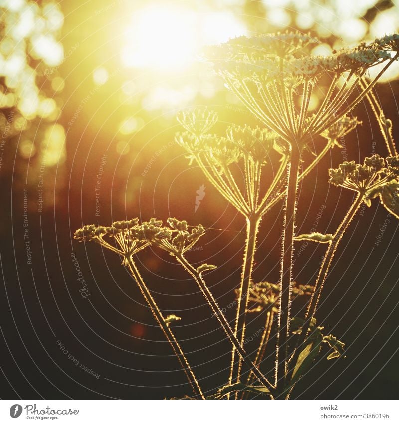 yarrow Back-light Luminosity To enjoy Fragrance Meadow Spring Landscape Copy Space bottom Wild Climate Long shot Glittering Contentment Growth