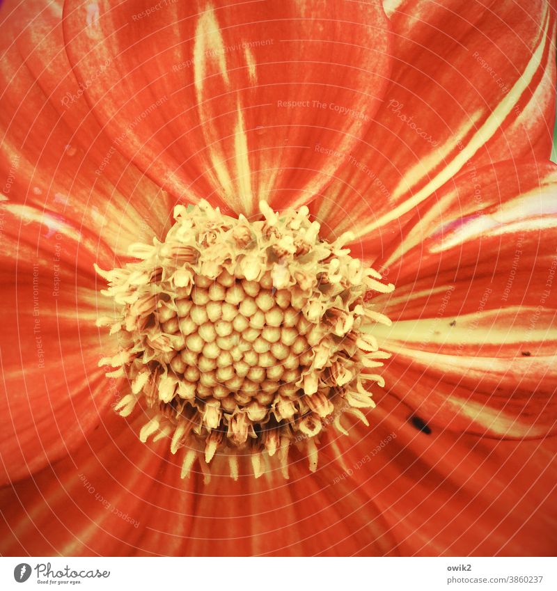 pistils Blossom Pistil Yellow Red Idyll naturally Bright luminescent Bright Colours Exterior shot Plant Deserted Colour photo Nature Flower Close-up Summer