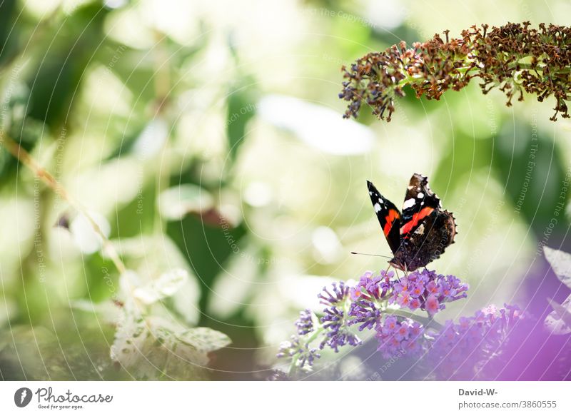 Butterfly on a butterfly bush Summer Fragile Delicate Summery Blossom Flower