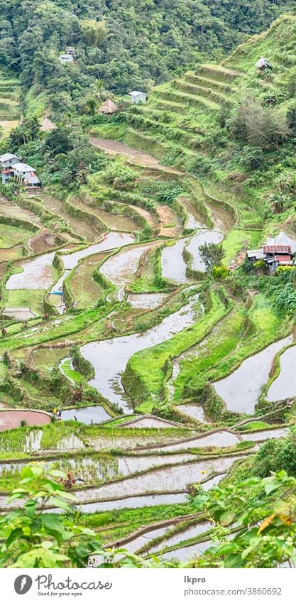 terrace   field for  coultivation of rice banaue philippines mountain nature ifugao asia landscape travel agriculture valley black farm vietnam food china asian