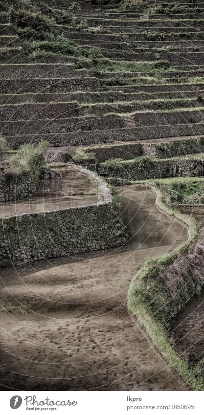 terrace   field for  coultivation of rice banaue philippines mountain nature ifugao asia landscape travel agriculture valley black farm vietnam food china asian