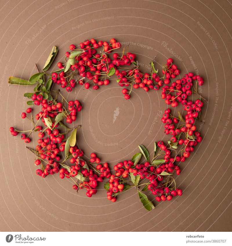 christmas background with red berries of pyracantha coccinea plant frame border holiday winter festive card season merry snow tree new xmas table decoration