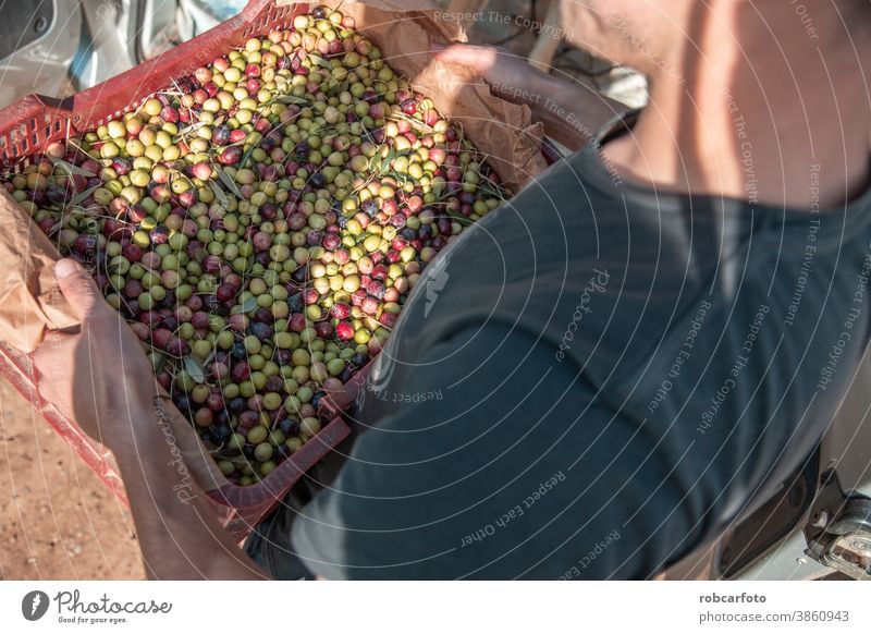 farmers collecting olives in field of spain mediterranean food nature green harvest agriculture fruit tree rural cultivation natural plantation man ripe