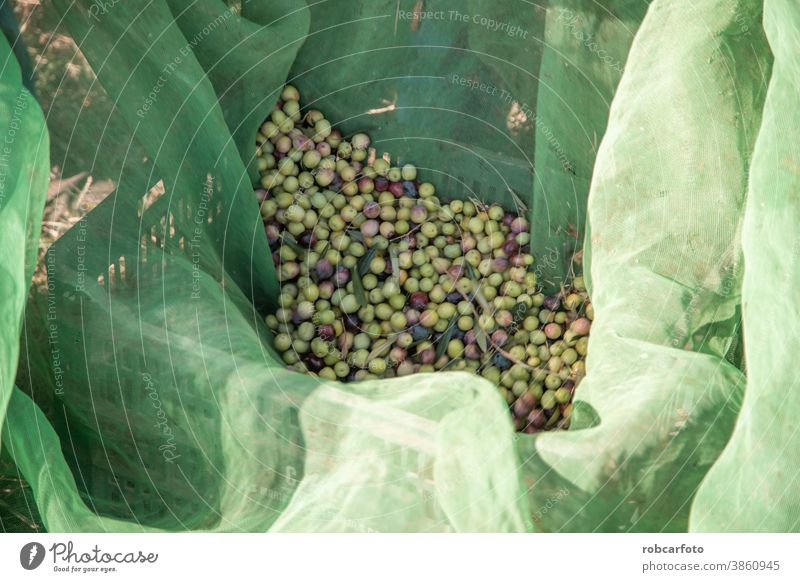 farmers collecting olives in field of spain mediterranean food nature green harvest agriculture fruit tree rural cultivation natural plantation man ripe