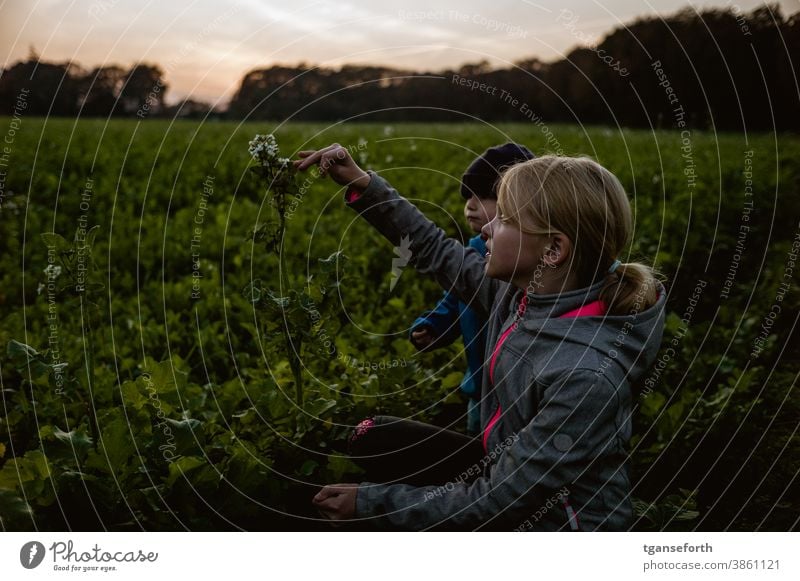 Children explore a rape plant children Study Canola Canola field Autumn Evening Dusk try Discover Infancy Nature Colour photo Sky Exterior shot out being out