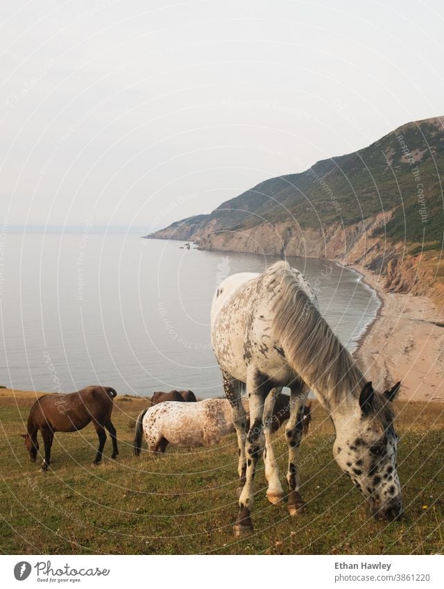 wild horses grazing near the the beach Grass Summer Landscape meadow Wild freedom Coast Horse Vacation & Travel Animal mountains