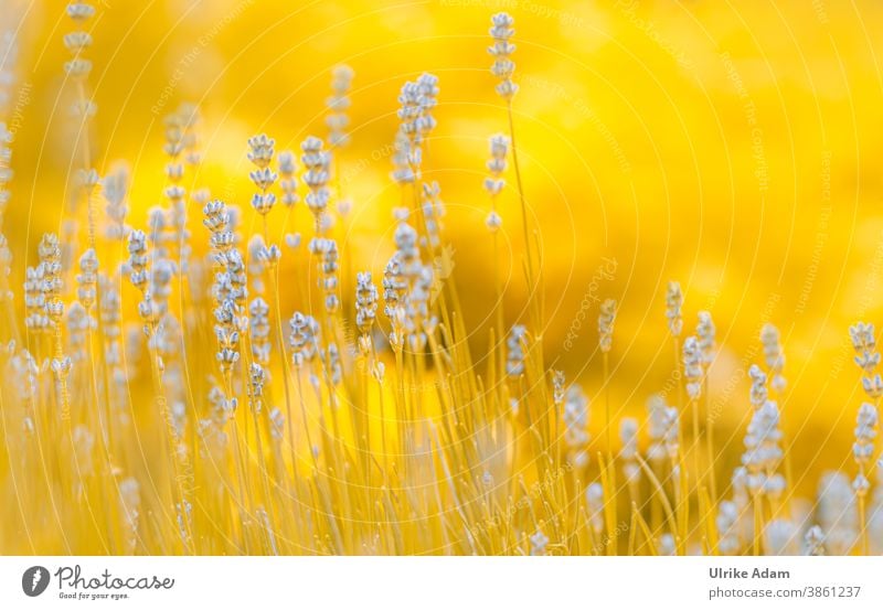 Lavender dream , or blue meets yellow 😉 Shallow depth of field blurriness Neutral Background Isolated Image Deserted Abstract Close-up Exterior shot