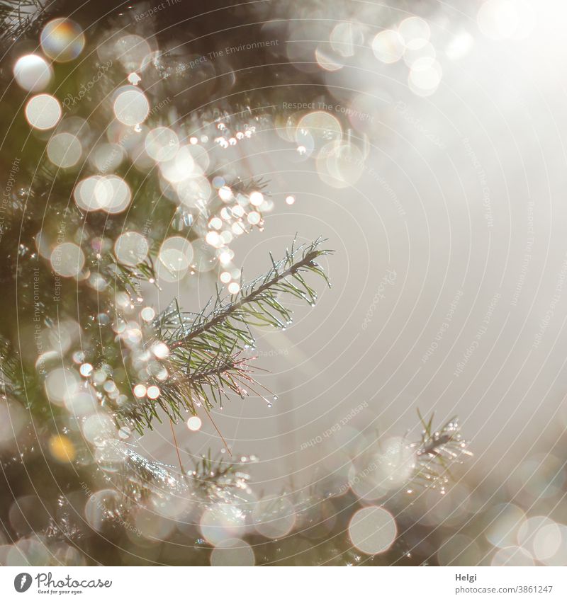 festive - morning dew on fir branches against the light with bokeh and foggy text space Fir branch Twig Dew dew drops Back-light Fog Christmas Christmassy