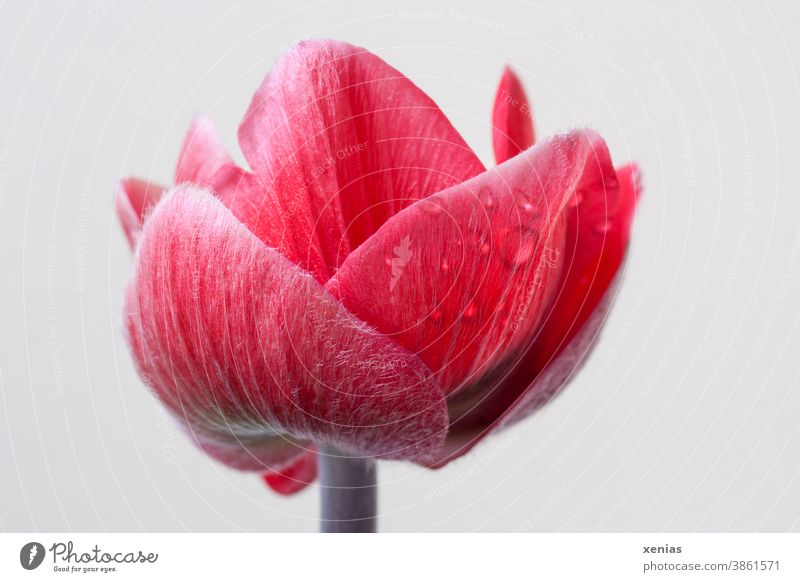 Red anemone with drops of water Blossom Flower Spring Blossoming Shallow depth of field Close-up Detail xenias