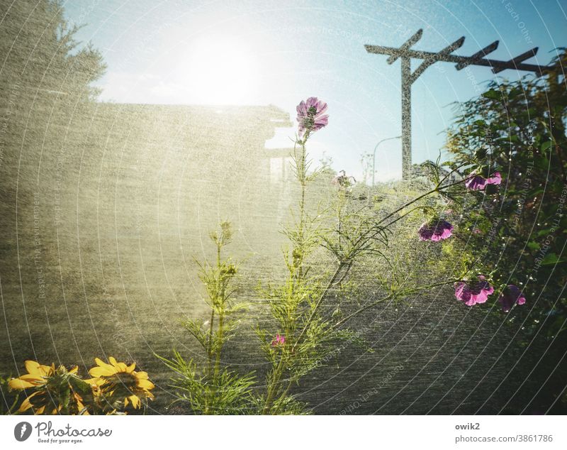 Water from left Garden Drops of water Rain Wet Damp Plant Shower Cast Spring Close-up Light (Natural Phenomenon) Exterior shot Mysterious Growth