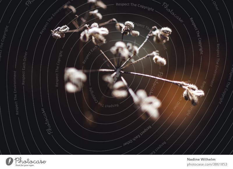 Withered flower Flower Shriveled Plant Nature Blossom Faded Deserted Colour photo Limp Dry Transience Close-up Autumn Shallow depth of field Dried Exterior shot