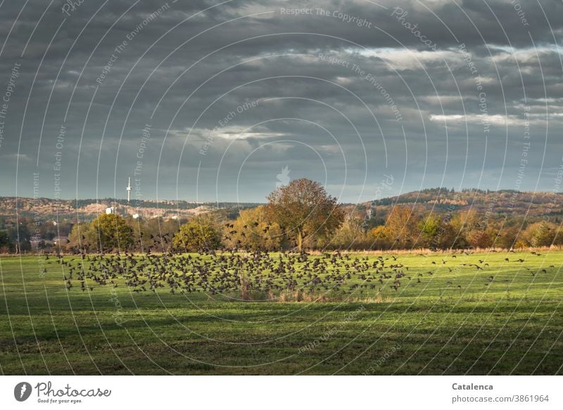 A flock of starlings flies up Nature flora birds Stare Meadow Grass Landscape trees Autumn Sky Clouds Hill Television tower fauna Gray Green Brown