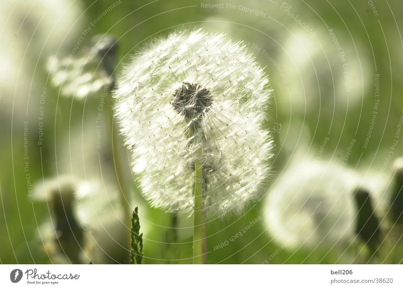 dandelion Dandelion Flower Ease Meadow Vulnerable