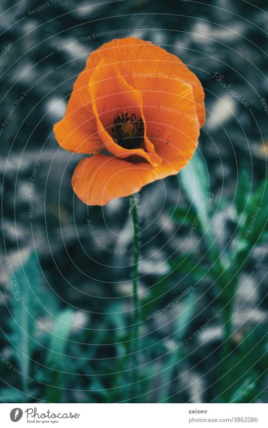 Close-up of an isolated orange flower of papaver rhoeas Papaver rhoeas blossom blooming petals botany botanical vegetation floral nature natural common poppy