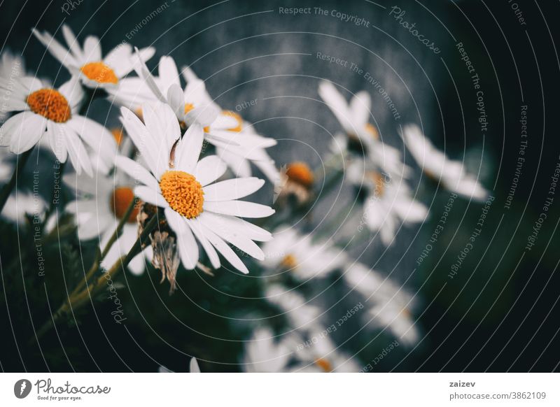 Close-up of a white leucanthemum flower of a bunch blossom blooming petals botany botanical vegetation floral nature natural daisy common daisy flowered