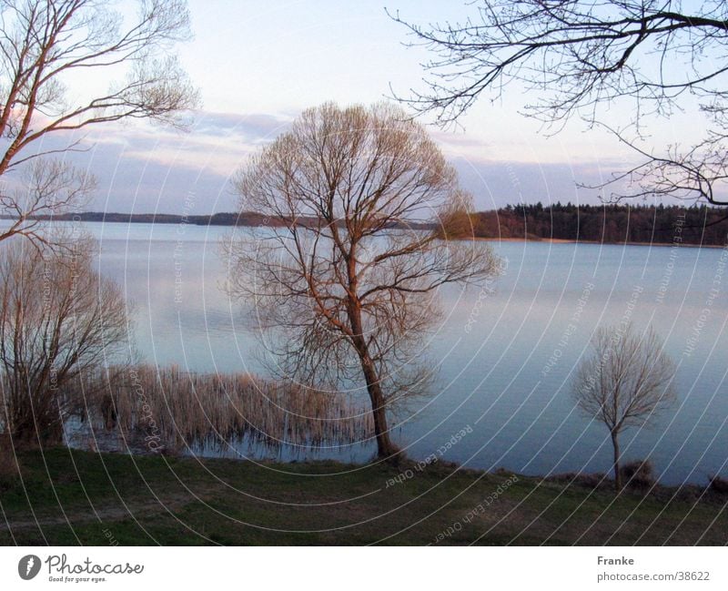 spring lake Tree Lake Calm Water