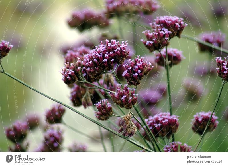 blossoms Green Leaf Flower Violet Dried flower Multiple Nature depth blur Many