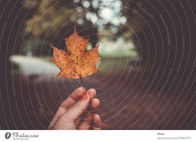 A hand holds a maple leaf in the autumnal forest Maple leaf Autumn Autumnal foliage Maple tree Individual stop Hand Autumnal colours Forest amass Yellow