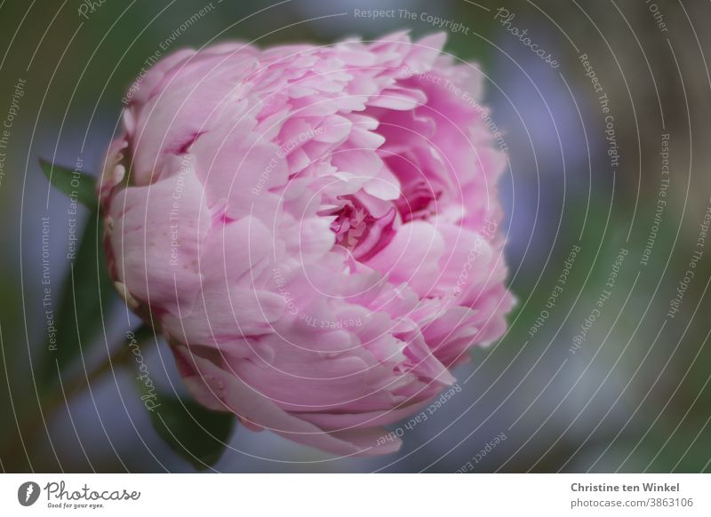 Flower of a pink peony / paeonia. Close up with shallow depth of field Peony Paeonia Plant Blossom Blossoming Pink Close-up Garden Spring pretty Exterior shot