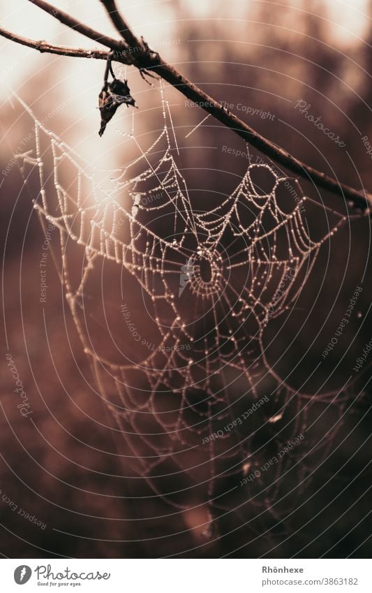 Spider's web with dew drops against the light Net Drops of water Macro (Extreme close-up) Close-up Colour photo Deserted Network Reflection Exterior shot