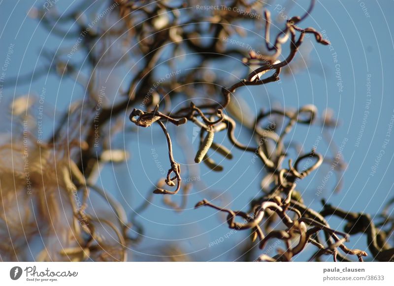 Corkscrew hazelnut Brown Hazelnut Tree Plant corkscrew hazelnut Twig depth blur Blue sky