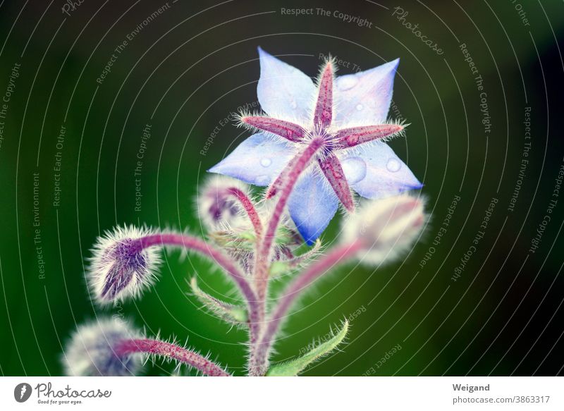 Borsch Blossom Boretsch Herbs and spices Blue Macro (Extreme close-up) Drops of water Rain Plant Wet Detail Water Exterior shot Spring Flower