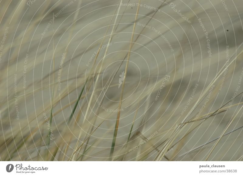 grass Grass Beach Beige Bleached Netherlands grasslands beach grass Sand Bright