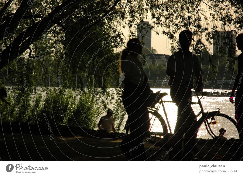 cycle Bicycle Back-light Cologne Sandy beach Weeping willow Rhine Shadow Coast 2 persons Pasture