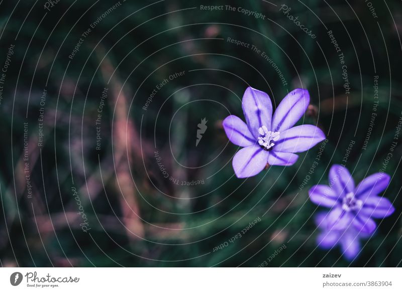 Detail of a violet flower of aphyllanthes monspeliensis nature vegetation natural blossom flowered flourished botany botanical petals blooming closeup detail