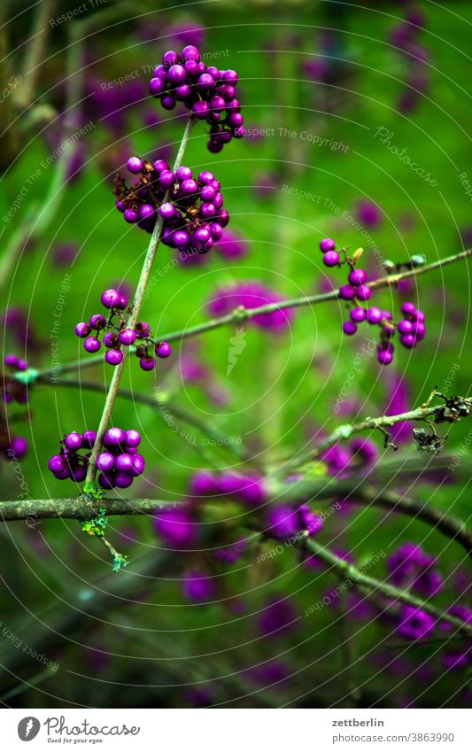 Strange berries Branch holidays Garden Grass Autumn Sky allotment Garden allotments Deserted Nature Plant Lawn tranquillity Garden plot trunk shrub Copy Space