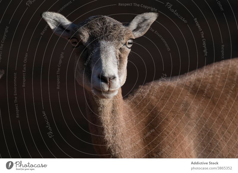 Wild sheep on sunny day in nature mouflon wild antler young habitat animal horn natural stand fauna sunlight environment mammal calm summer beautiful harmony