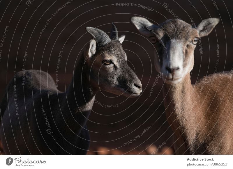 Wild mouflon sheep in nature wild habitat animal natural stand fauna muzzle sunlight sunny environment mammal calm summer harmony specie brown fur pasture graze